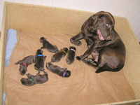 Labradorfamilie in der Wurfbox